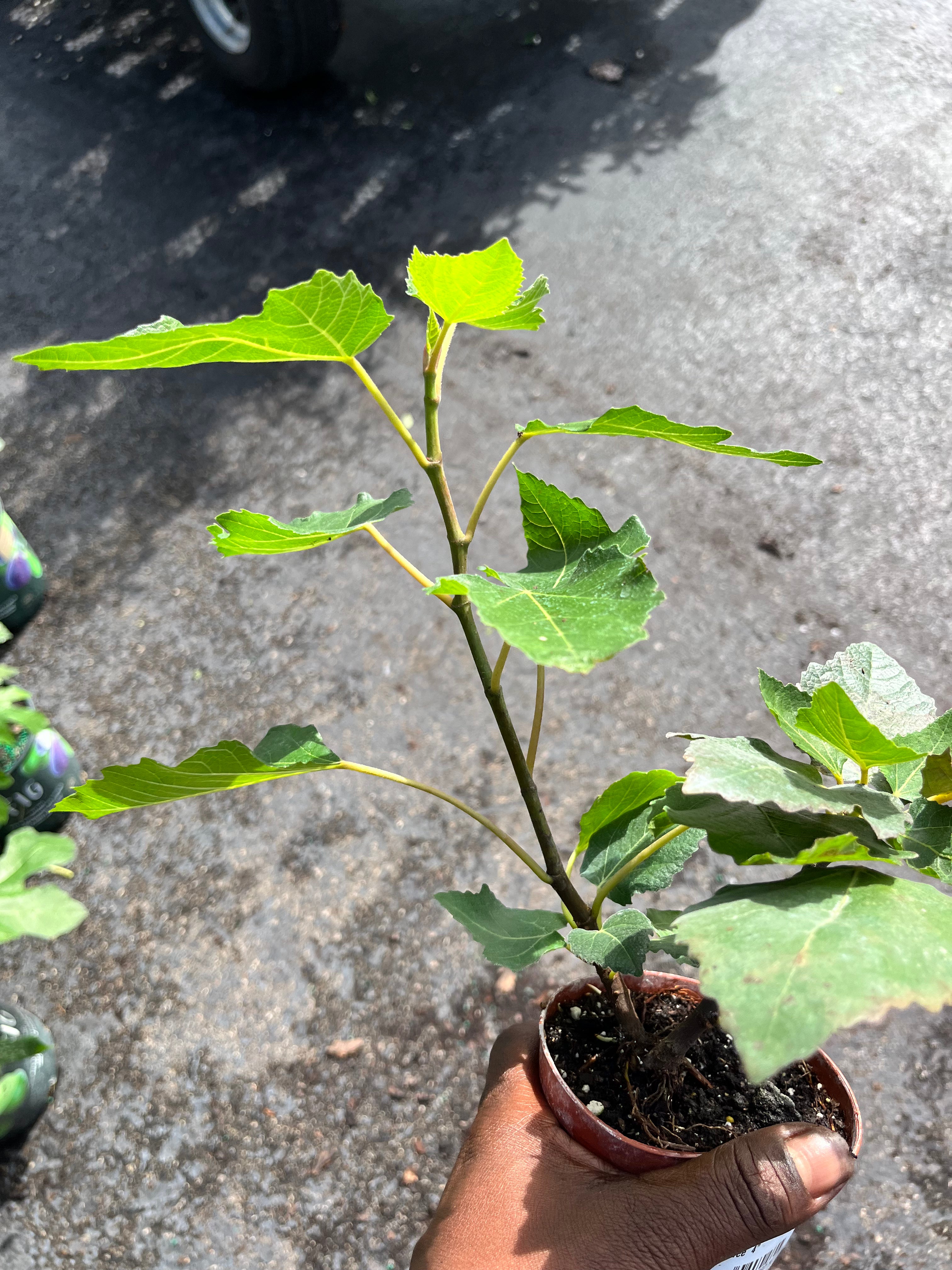 A hand holding a young fig plant in a nursery pot.