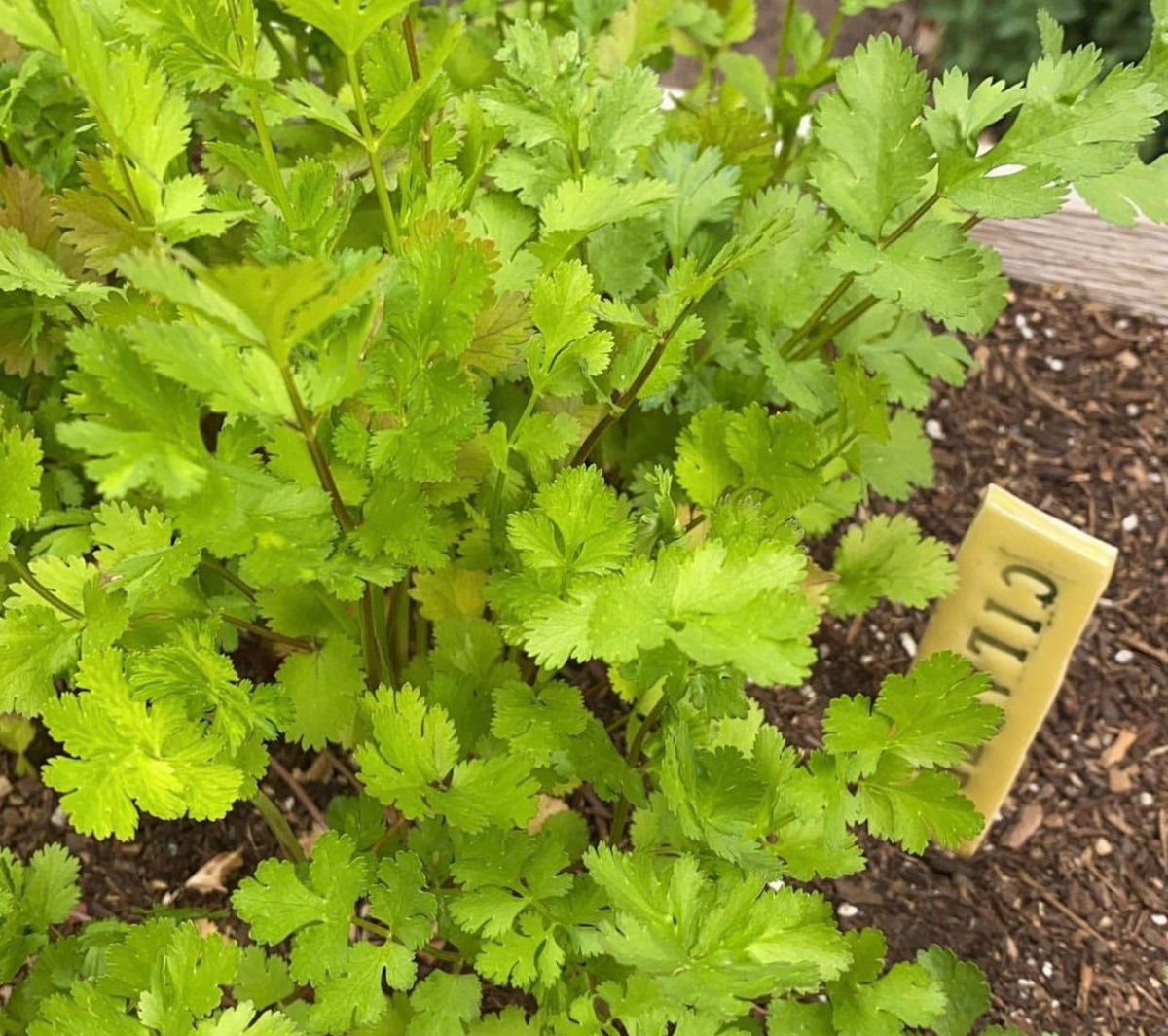 A cilantro plant with bright green lobed leaves growing in soil.