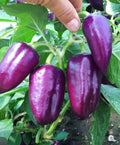 A hand beside elongated glossy purple sweet peppers on a plant — from BlackOwnedSeeds.com.
