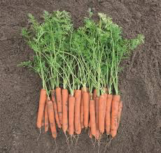 A row of slender orange carrots with feathery green tops on bare soil.