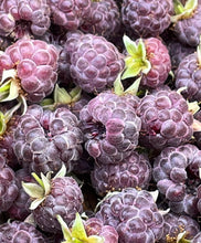 Load image into Gallery viewer, Close-up of frosted purple raspberries with green leaves.
