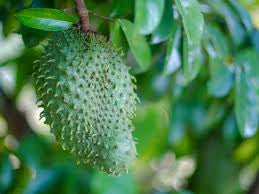 A green soursop fruit with a spiny surface hanging among glossy leaves — from BlackOwnedSeeds.com.