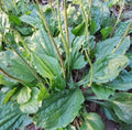 Common plantain with broad green leaves and tall slender seed spikes — from BlackOwnedSeeds.com.