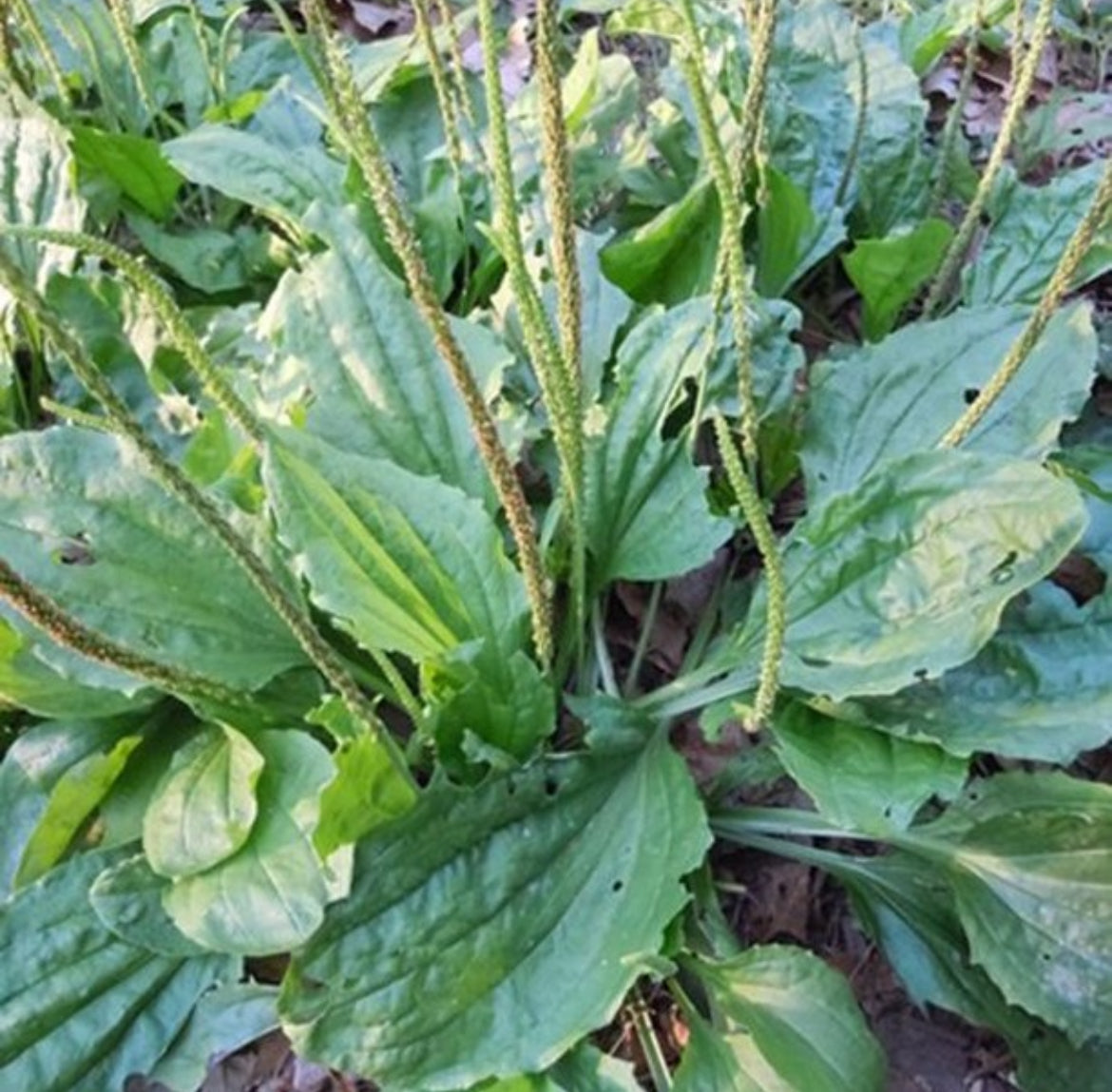 Common plantain with broad green leaves and tall slender seed spikes — from BlackOwnedSeeds.com.