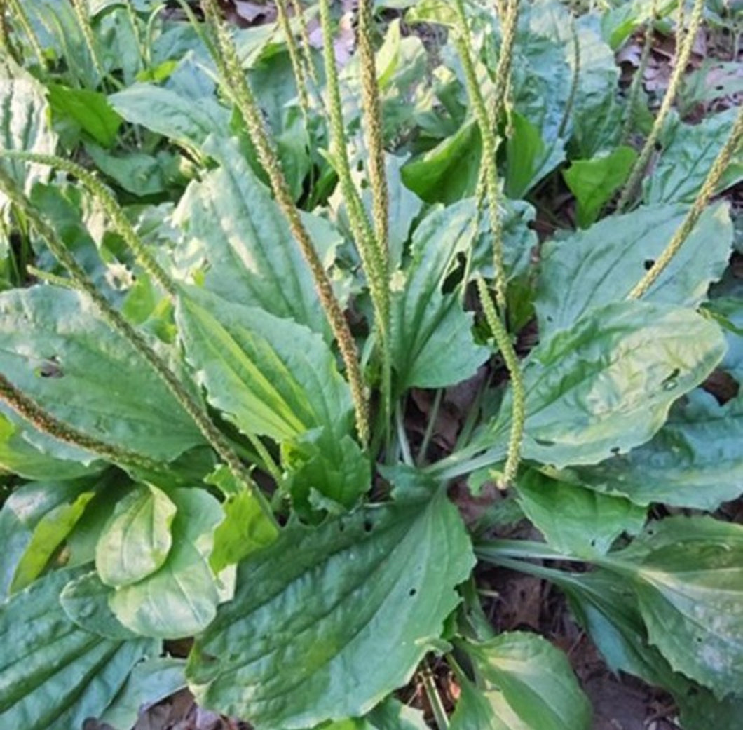 planting plantain seeds Common Plantain Seeds – Plant and Heal Co