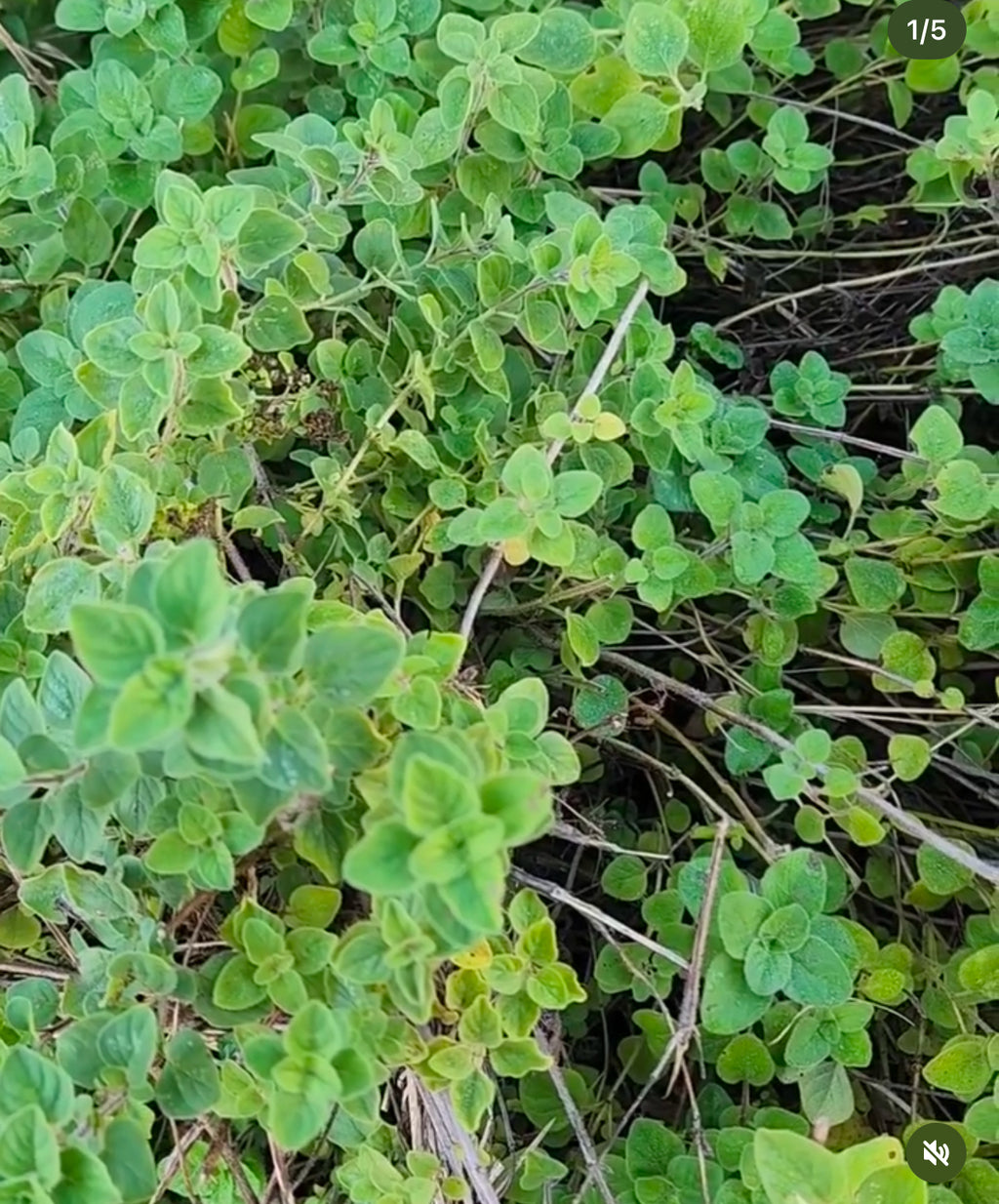 Trailing oregano stems covered with small rounded green leaves.