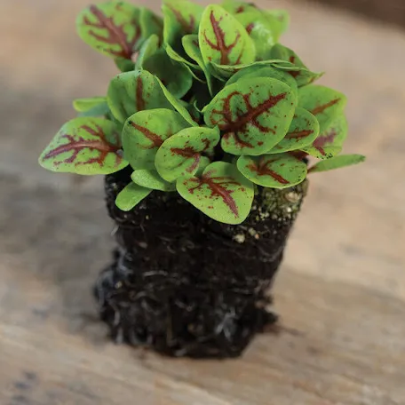 A young red-veined sorrel plant with its soil root ball exposed.