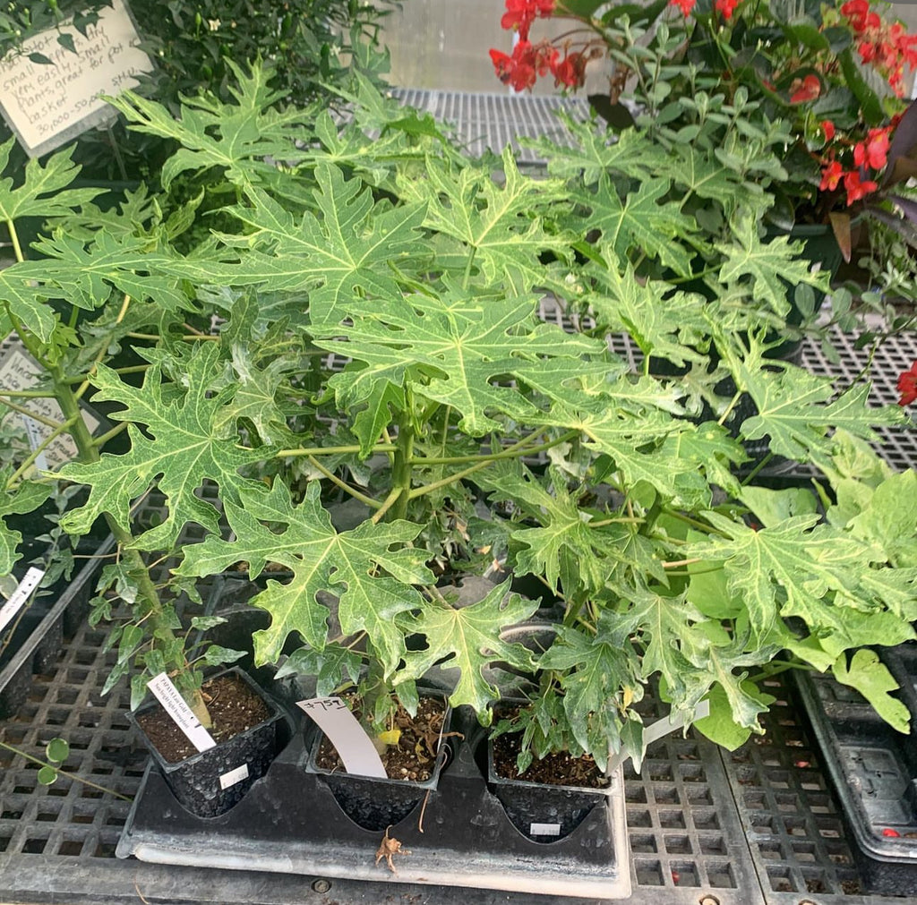 Papaya seedlings growing in nursery trays.