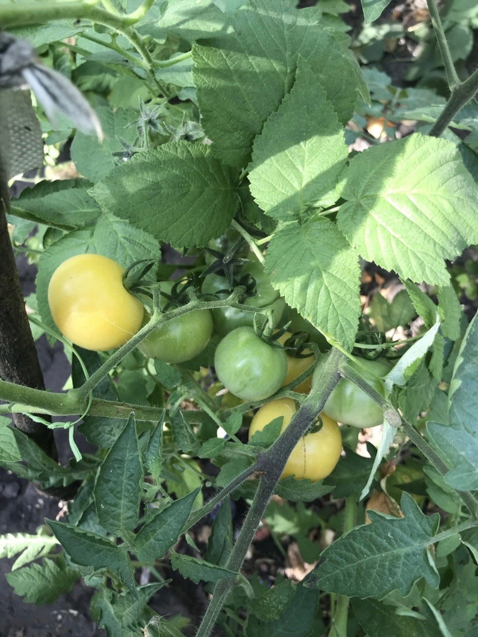 Super Snow White Cherry Tomato Heirloom Seeds