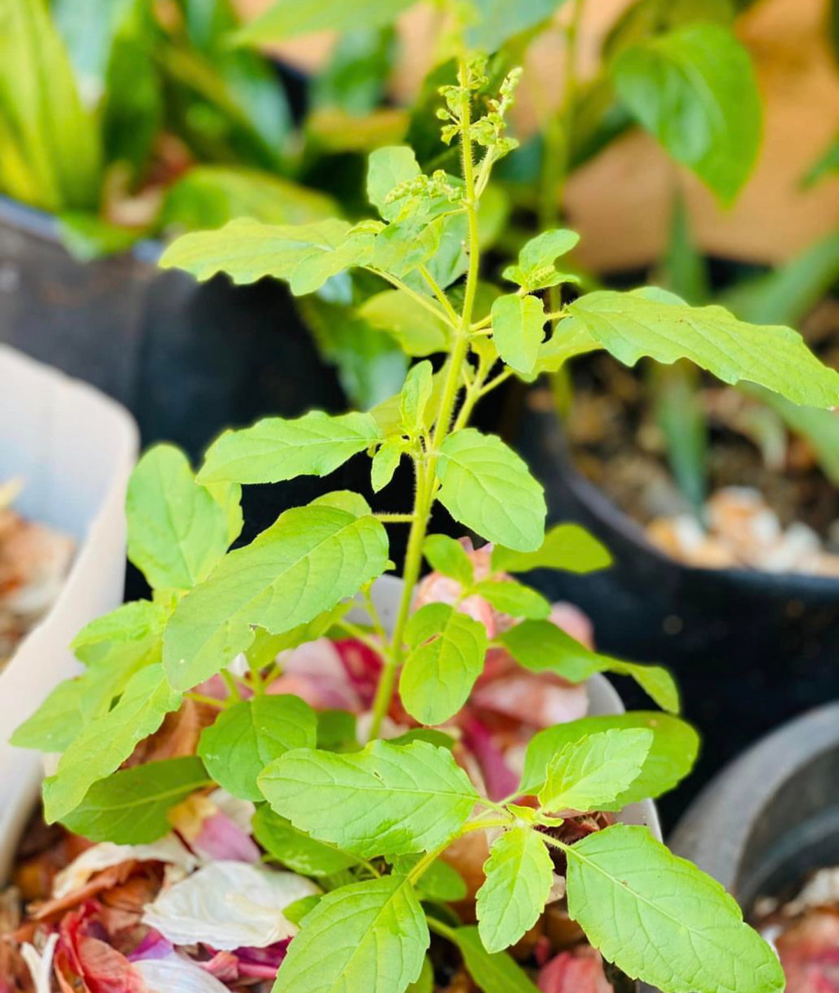 A young holy basil plant with light green leaves and an upright flower spike.