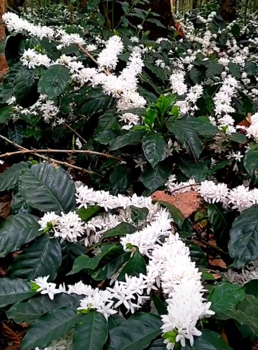 Coffee branches covered in small white flowers.