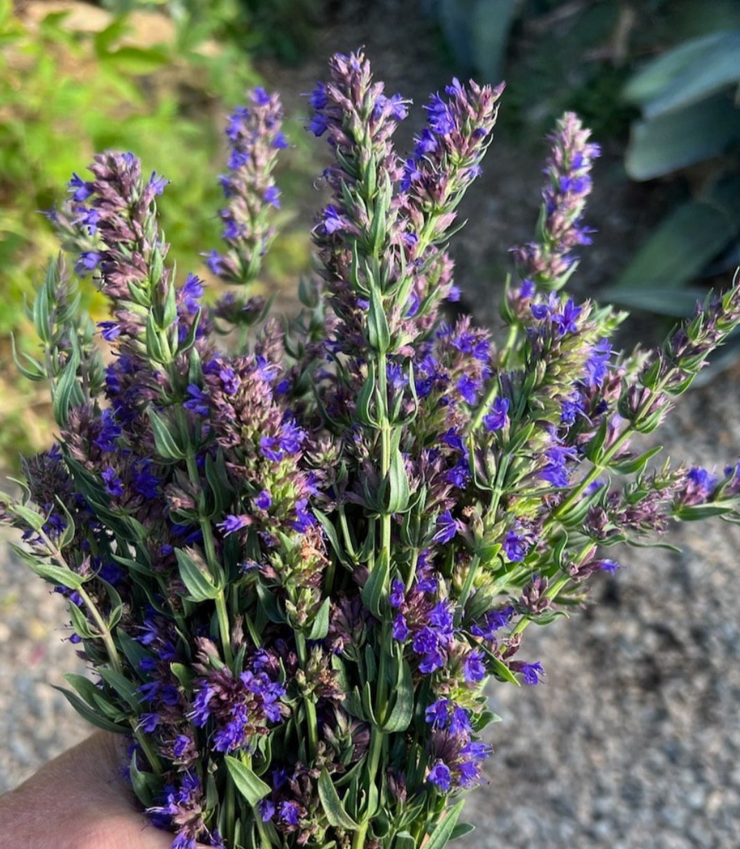lavender hyssop seeds Culinary Hyssop Seeds – Plant and Heal Co