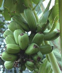 A close-up of plump green bananas in a hanging bunch.