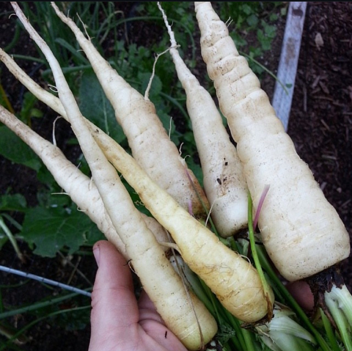 A hand holding freshly harvested white carrots with soil on their roots.