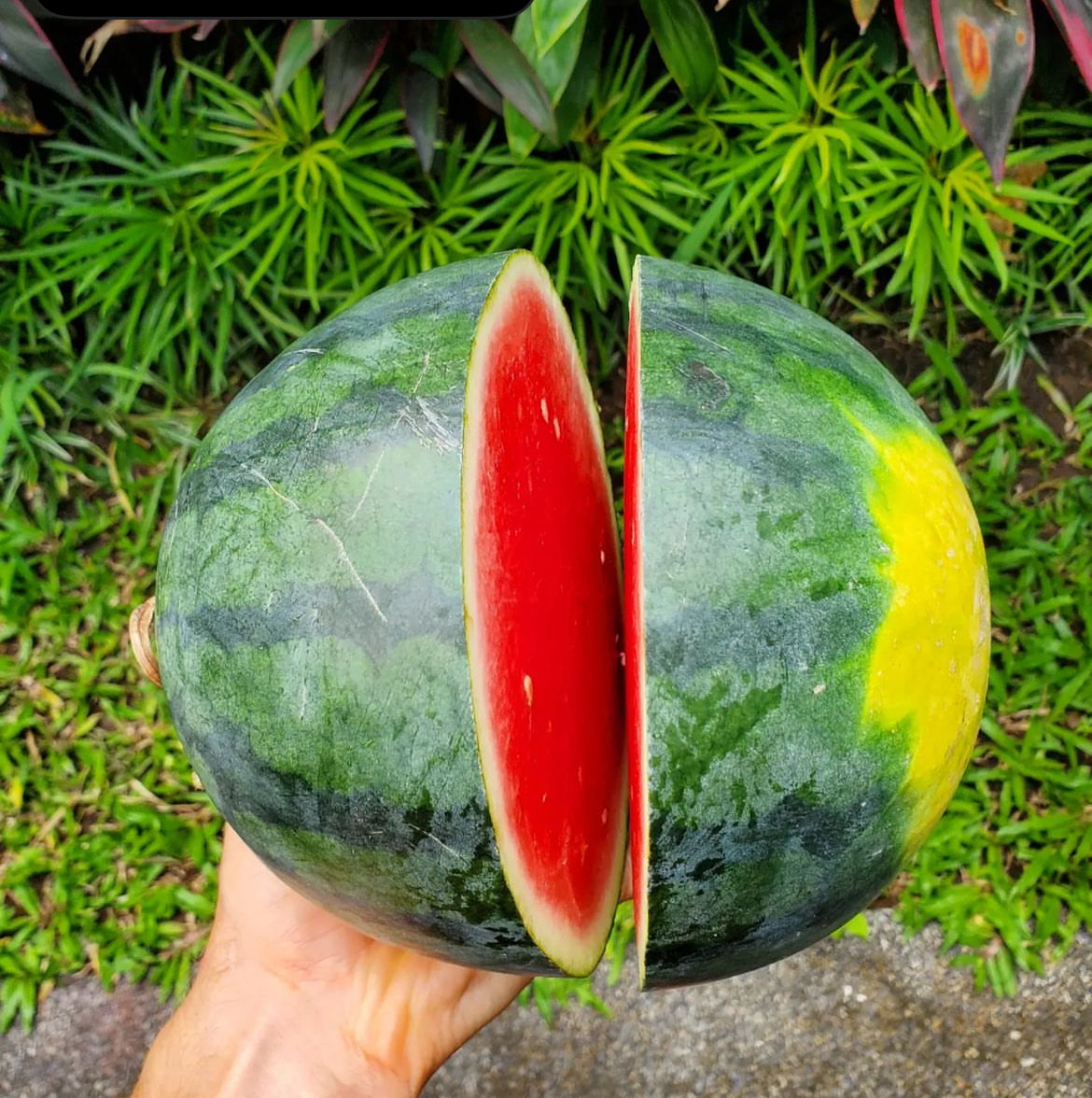 A hand holding a green watermelon cut open to reveal red flesh.