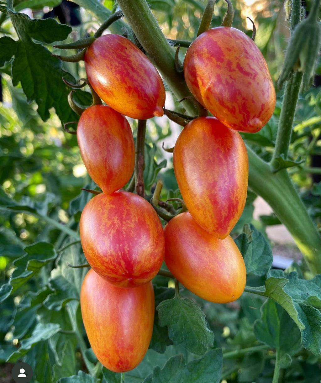 Elongated Artisan Blush tomatoes with red and yellow stripes growing on the vine — from BlackOwnedSeeds.com.