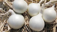Load image into Gallery viewer, Early White Grano Onion PRR Seeds
