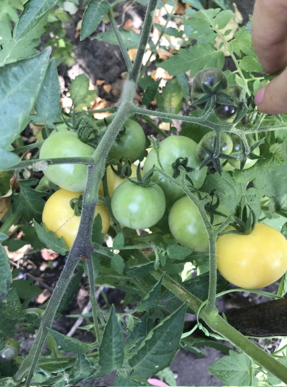 Green and pale yellow tomatoes clustered on a leafy plant.
