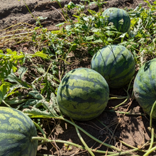 Load image into Gallery viewer, Leelanau Sweet Watermelon
