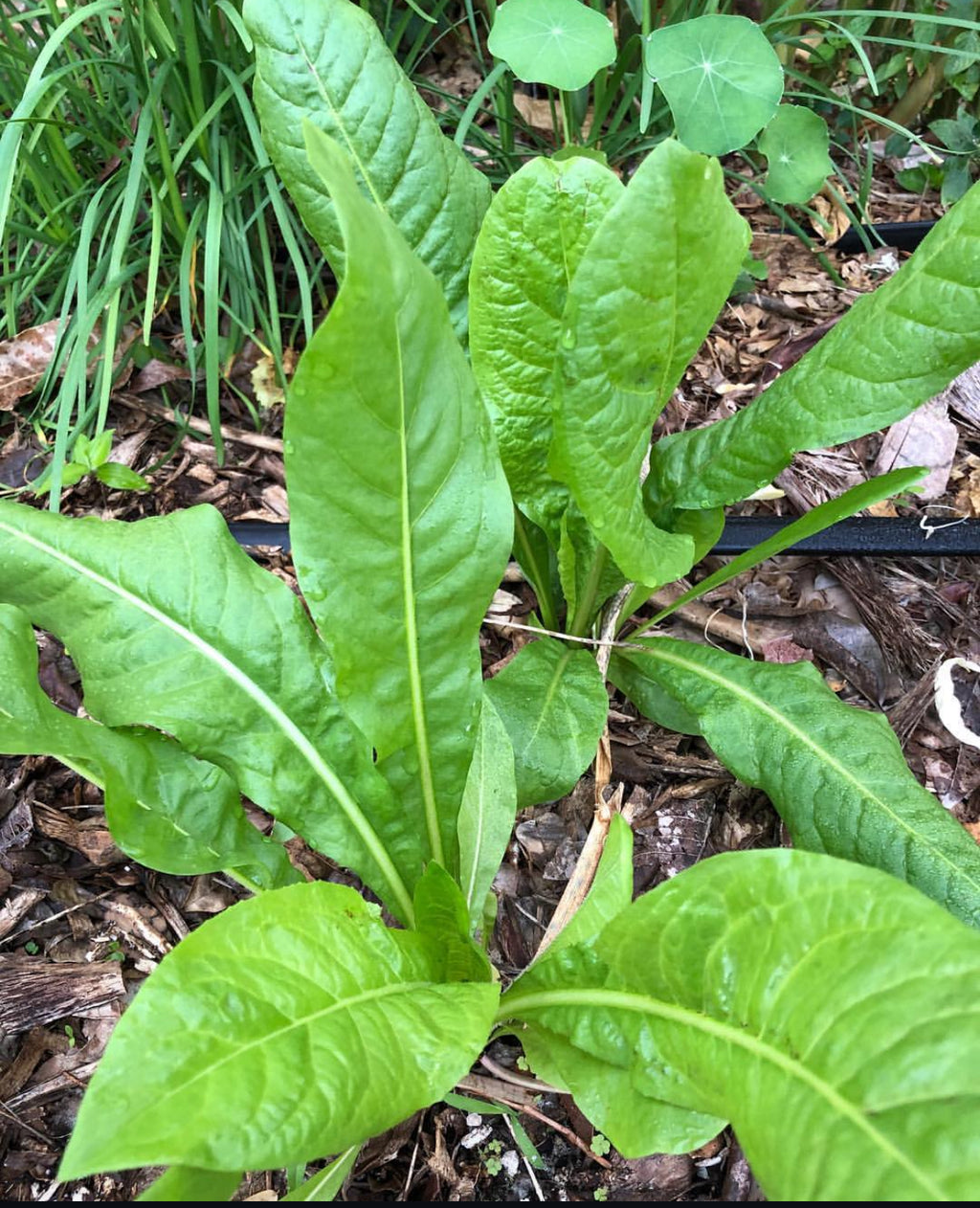 A young rosette of long green leaves growing in soil and mulch.