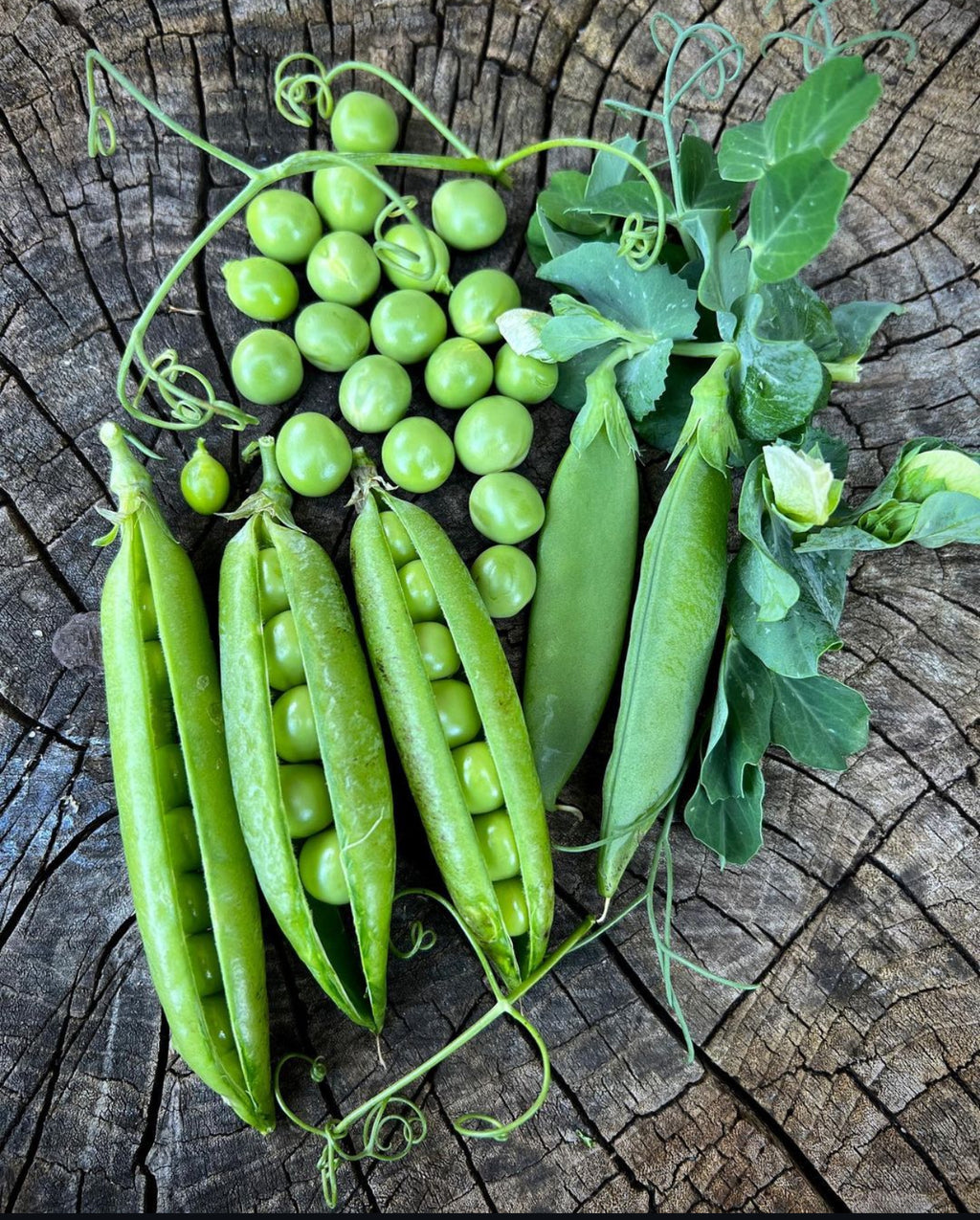 Cascadia snap pea pods and loose green peas arranged on a tree stump — from BlackOwnedSeeds.com.