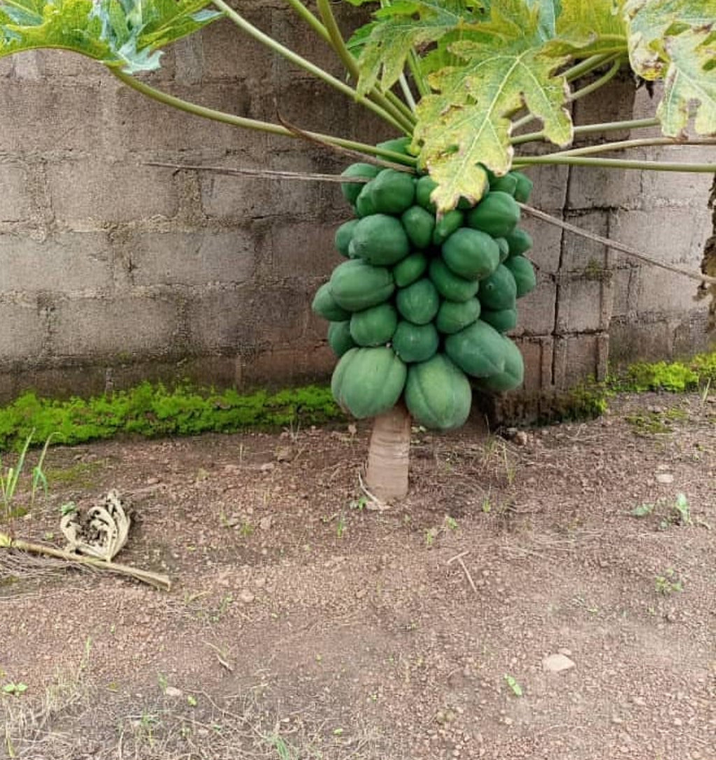 A short papaya tree with a dense cluster of green fruit around its trunk.