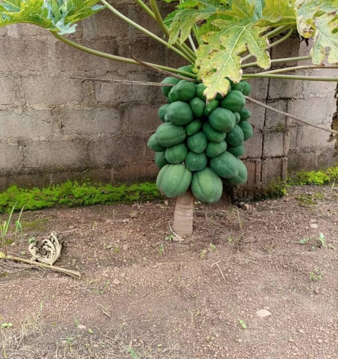 indoor papaya plant Patio Dwarf Papaya