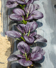 Load image into Gallery viewer, Purple Gem Pak Choi Cabbage Seeds
