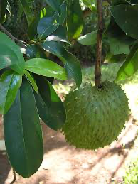 A green soursop hanging from a tree branch beneath long leaves.