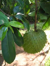 Load image into Gallery viewer, Fresh Soursop Seeds
