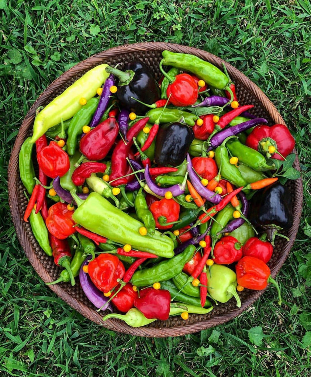 A round basket of colorful long and bell-shaped peppers on grass.