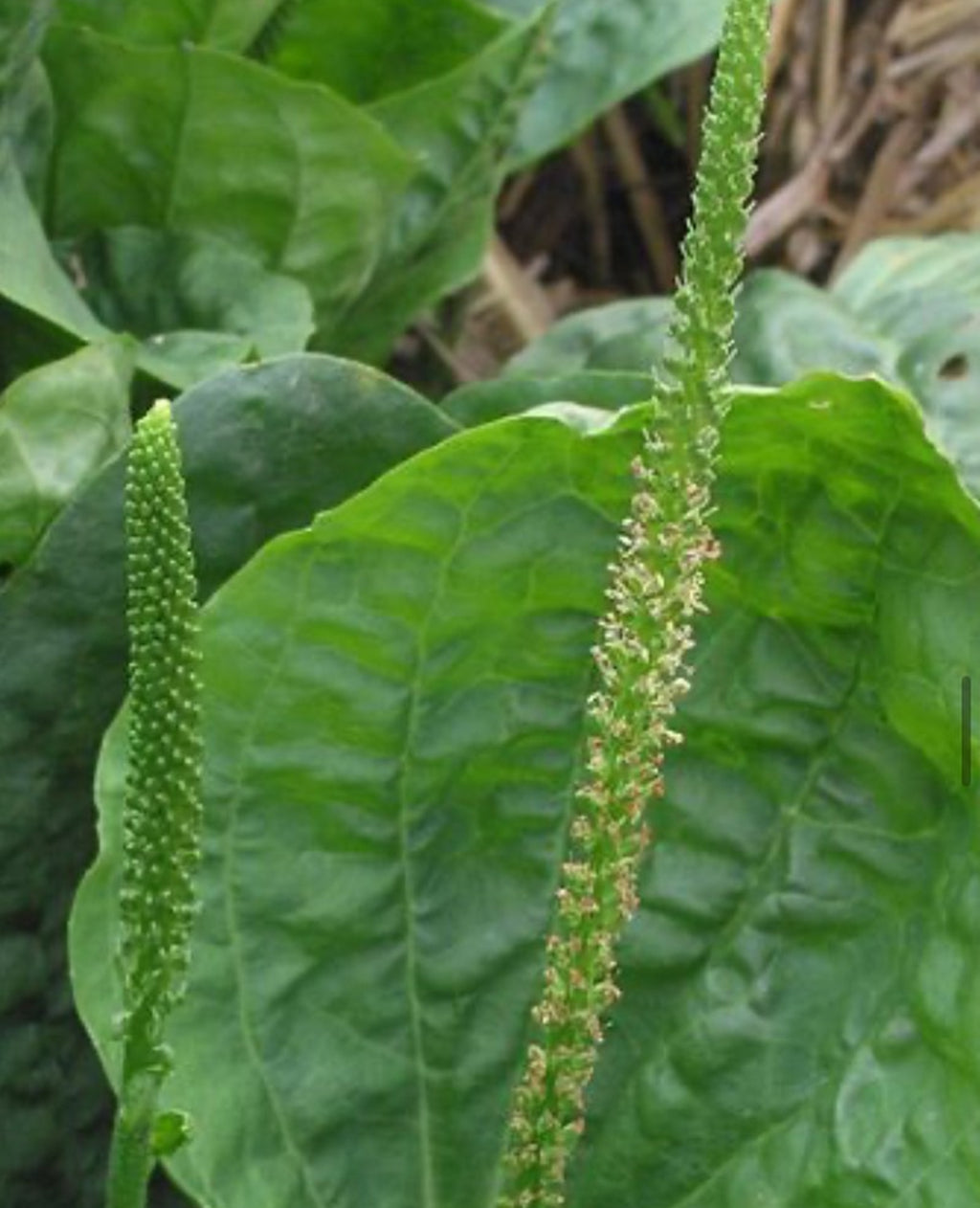 A slender green plantain spike in front of a broad veined leaf.