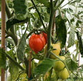 A ripe red Sub Arctic Plenty tomato among green tomatoes on the plant — from BlackOwnedSeeds.com.