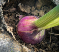 A red-purple Red Grano onion bulb growing at the soil surface — from BlackOwnedSeeds.com.