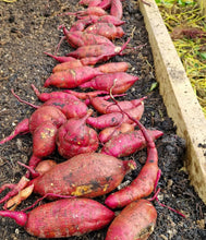 Load image into Gallery viewer, All Purple Sweet Potato - 6 Slips (CERTIFIED USDA ORGANIC)
