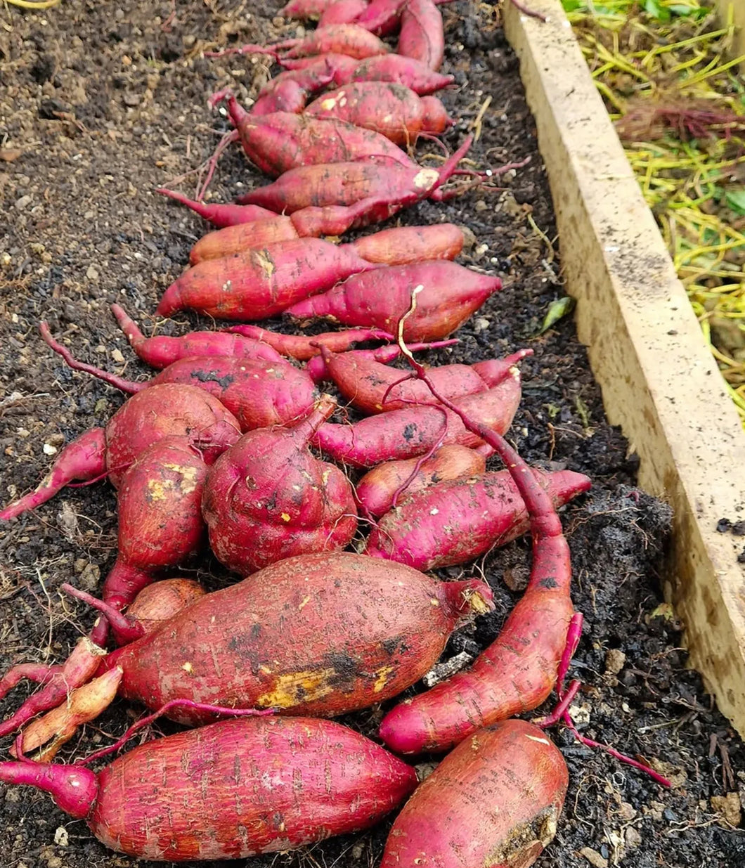 All Purple Sweet Potato - 6 Slips (CERTIFIED USDA ORGANIC)