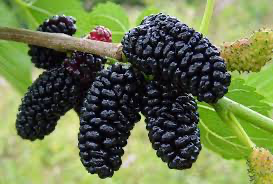 A cluster of dark ripe mulberries on a branch.