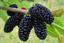 Load image into Gallery viewer, Everbearing Mulberry-Patio Fruit Tree
