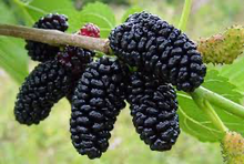 Load image into Gallery viewer, Everbearing Mulberry-Patio Fruit Tree - Plant and Heal
