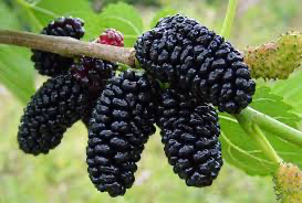 Everbearing Mulberry-Patio Fruit Tree