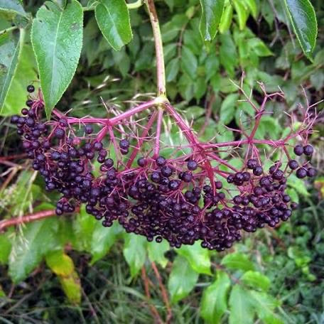A hanging cluster of dark purple elderberries on branching pink stems.