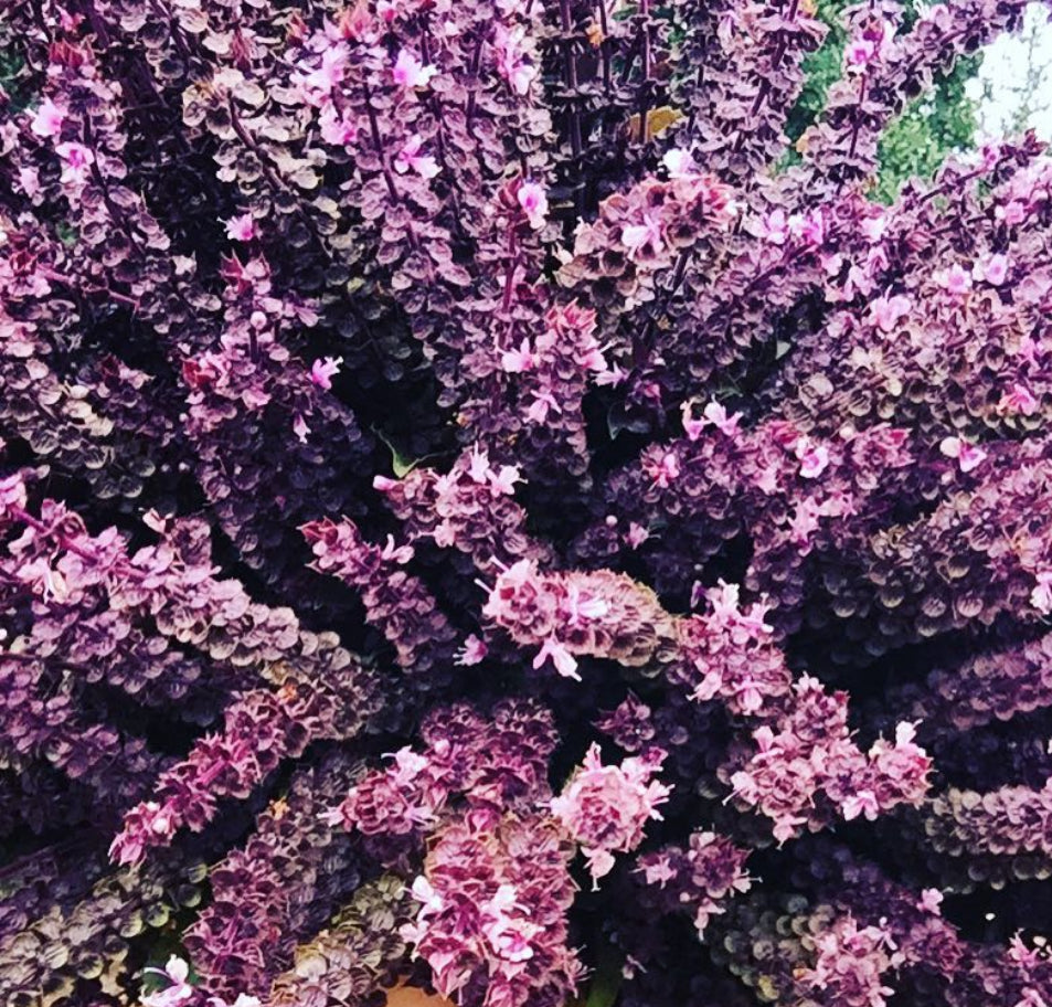 Purple basil flower spikes covered with small pale lavender blossoms.