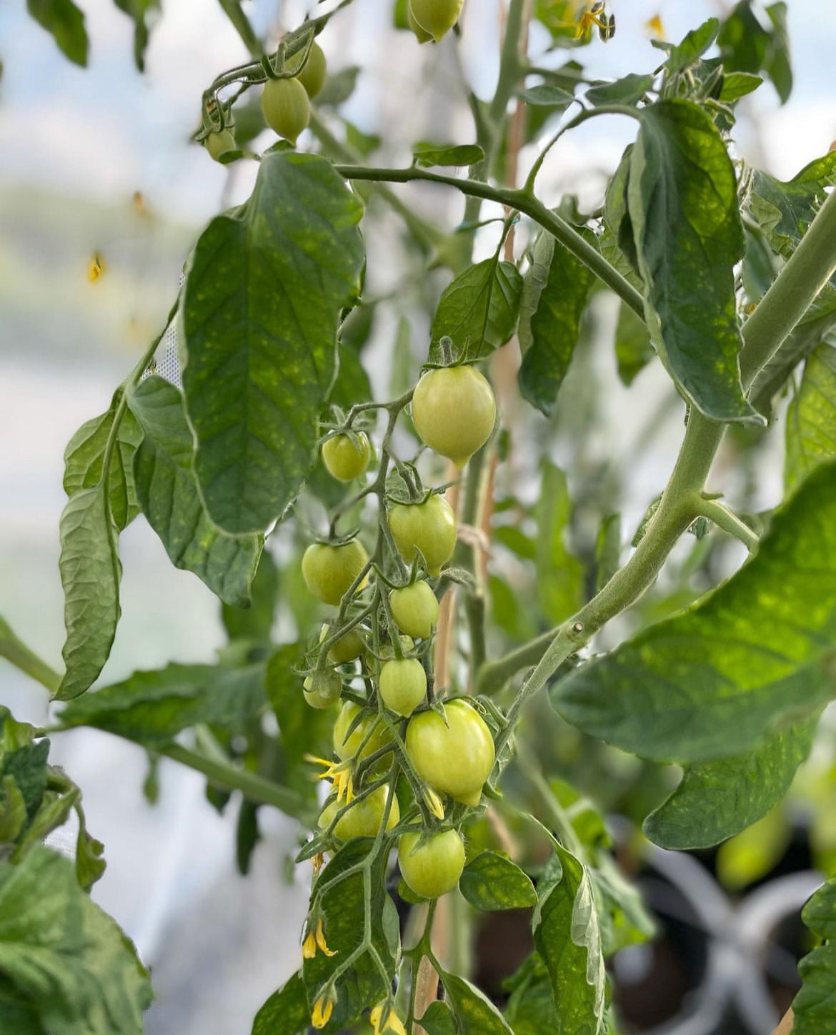 Clusters of small green tomatoes hanging among leaves.