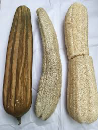 Mature luffa gourd and dried natural luffa sponges