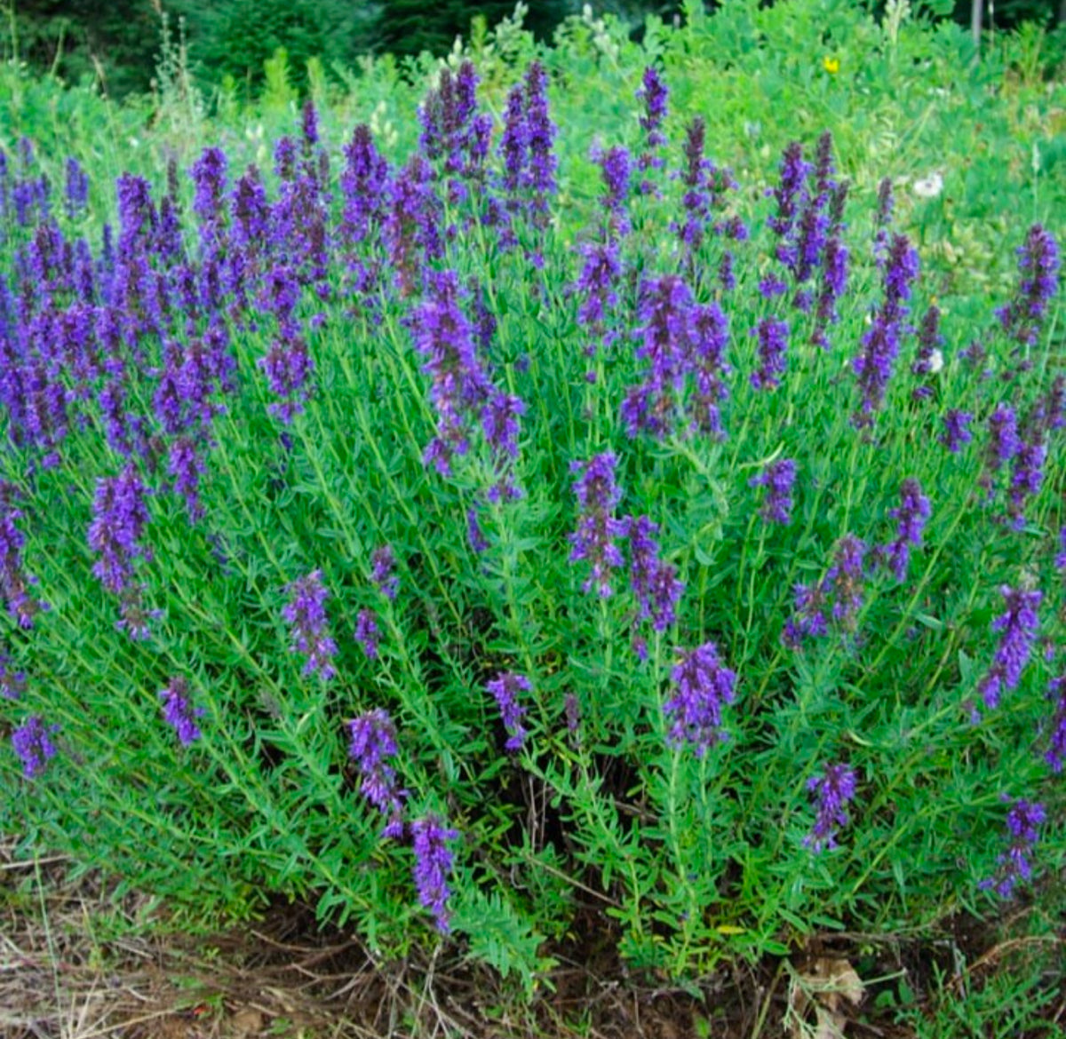 Culinary hyssop growing in a bushy clump with upright purple flower spikes — from BlackOwnedSeeds.com.