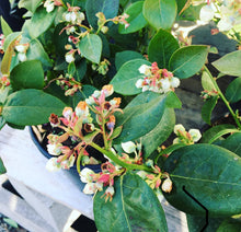 Load image into Gallery viewer, Potted plant with green leaves and small white flowers blueberry on a blurred background
