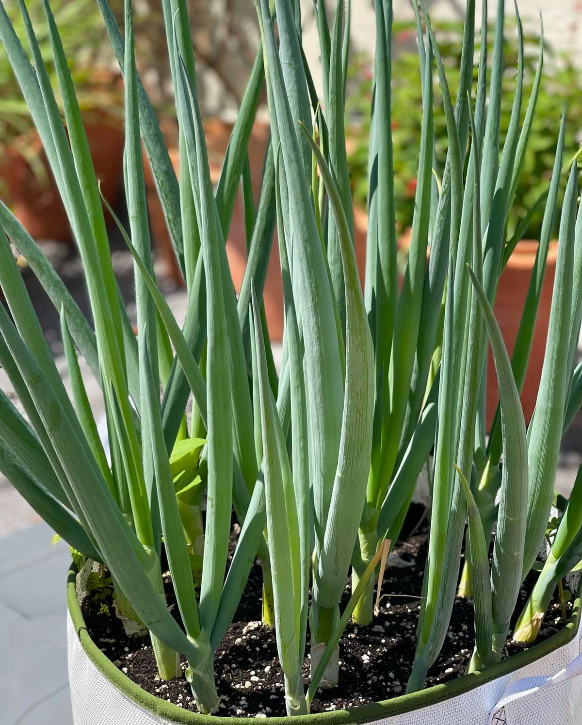 Ishikira Winter Long bunching onions growing upright in a round container — from BlackOwnedSeeds.com.