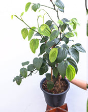 Load image into Gallery viewer, Potted black pepper plant with green leaves on a white background
