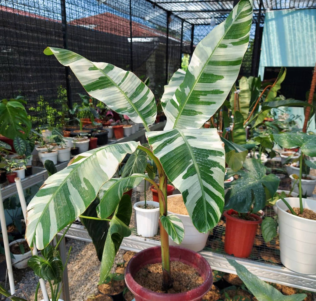 White Banana Musa ‘Florida’ Live Plant - Plant and Heal