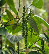 Load image into Gallery viewer, Green peppercorns on a vine with leaves in the background

